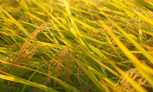 The Quiet Beauty of Autumn: A Lesson from the Rice Fields